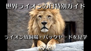ライオンの放飼場とバックヤードに入ってみた　#円山動物園 #ライオン