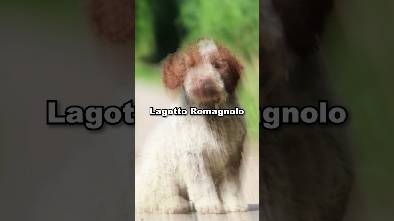 Nigrutinski stajlo
