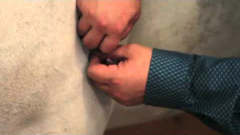 Equine Performance Acupuncture Demonstration by Mark DePaolo, DVM