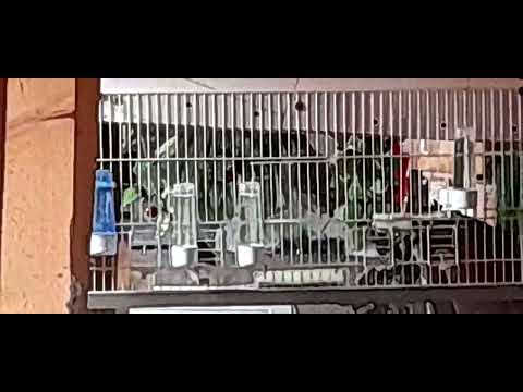 Mutlu Pazarlar Doslar