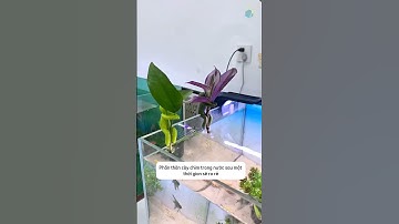 Trồng cây theo cách độc đáo khi sử dụng chiếc kẹp đặc biệt này #aquatic #shorts