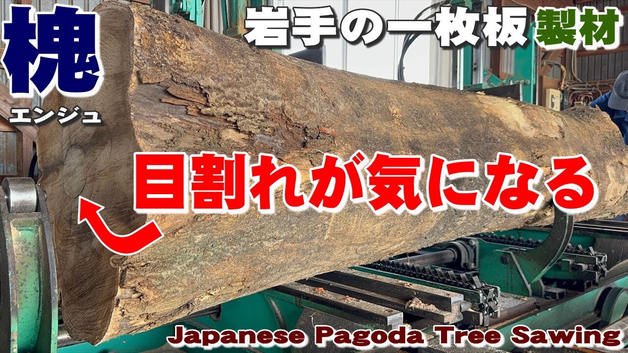 【目割れ原木】エンジュ原木から一枚板を製材【木の店さんもく】Japanese Pagoda Tree Sawing
