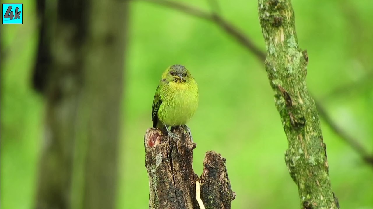 Tennessee Warbler beautiful nature 4k ultra hd 