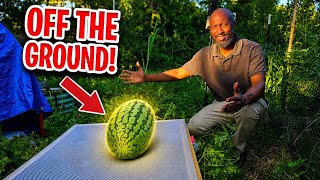 Starting Fall Seeds | Pumpkin Failure & Protecting My Giant Watermelon