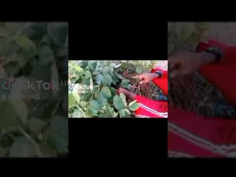 Fahamu Dawa Ya Kushinda Kesi