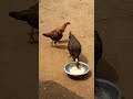 என்ன ஒரு சாதனை #comedy #funny #viral #funnycomedy #funny_chicken #entertainment #trending #cow