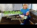 РАННЯЯ ПОСАДКА ЗЕЛЕНИ В ТЕПЛИЦЕ! ЛУЧОК, УКРОП, ШПИНАТ, РЕДИСКА! Советы от ЗЕЛЕНОГО ОГОРОДА!