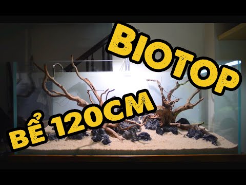 Video [SETUP] Bể 120cm theo phong cách Biotop... - youtube