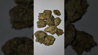 Kiron Hindu kush medical cannabis