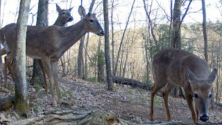 Springtime Bucks and Pregnant Deer...April 23May 6