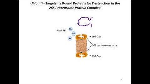 Proteasome Ubiquitin Action