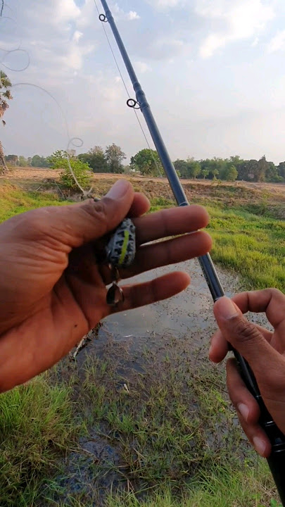Download lagu Fishing big striped snakehead with kh-frog bait#casting#shorts