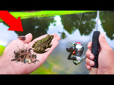 finding-frogs-&-grubs-for-livebait-fishing-challenge-(walmart)
