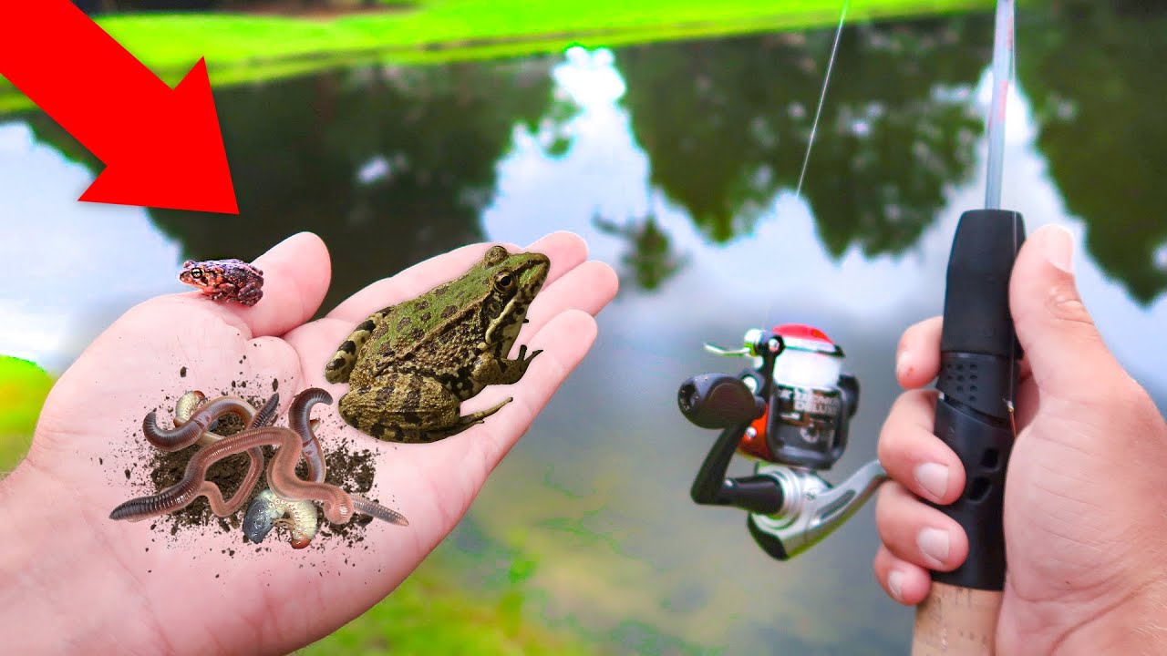 Finding FROGS & GRUBS For LIVEBAIT Fishing Challenge (WALMART) YouTube