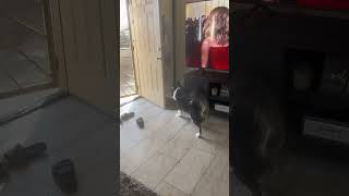 Dog Closes Door on Command in Smart Move