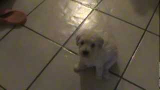 A view of our daily life with our lovely small poodle, mother of 6....
