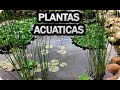 Que Plantas Acuaticas Poner En El Estanque o Biolago - Como Hacer Un Estanque Capitulo 2