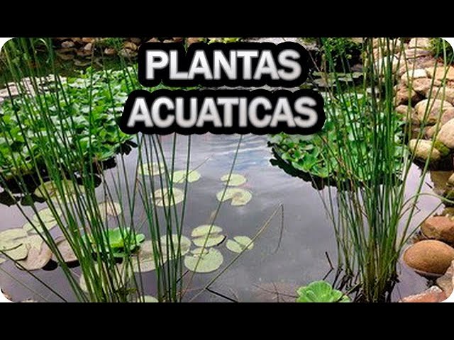 reporte Ejercicio Validación Que Plantas Acuaticas Poner En El Estanque o Biolago - Como Hacer Un  Estanque Capitulo 2 - YouTube