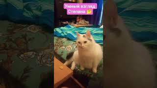 Умный взгляд Степана 🤔 #cat #котик #милота #любовь #веселыекоты #прикольныекоты #степан