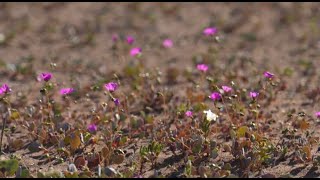 Тәжік қыздары секс видео үшін Орыс қызыл шашты порно актриса