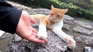 階段をのぼると可愛い茶シロ猫がお出迎えしてくれた