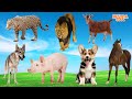 Funny animal sounds in 30 minutes leopard lion goat wolf pig dog horse  animals