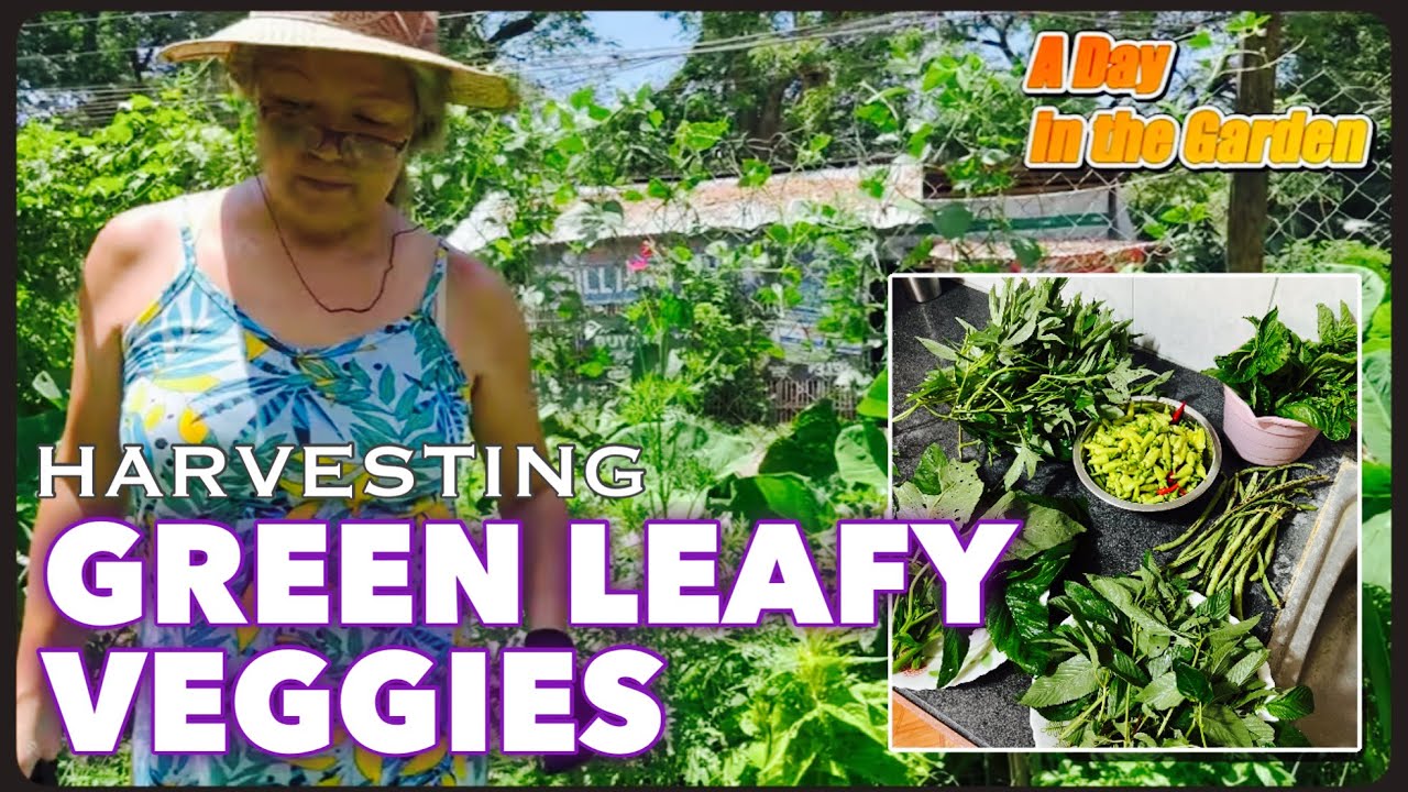 A Day In The Garden - HARVESTING GREEN LEAFY VEGGIES l FoodPH Atbp