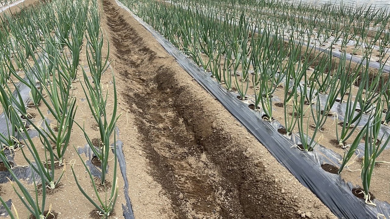 大失敗だった玉ねぎと大きい玉ねぎ！こんなに大きく成長に差がありました！【玉ねぎ栽培】23/3/17