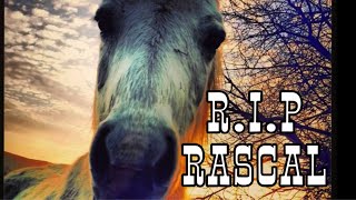 In Memory of Rascal | 1988-2018