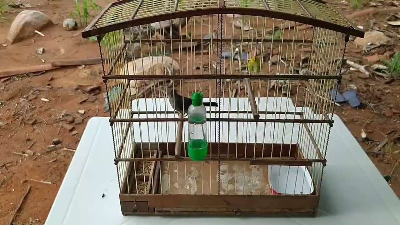 🔴MOSTRANDO TODOS OS MEUS PASSARROS💥💥