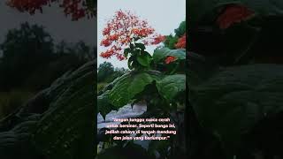 Download Lagu perhatikan ada yg tau ini bunga apa  @Hendrikjr-story MP3