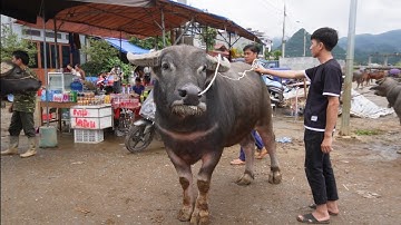 Xuất Hiện Giá Trâu To Chợ Phiên Bắc Hà Lào Cai  / Cập Nhật Giá Trâu hiện nay