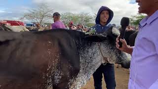 Feira de Gado em Cachoeirinha  PE