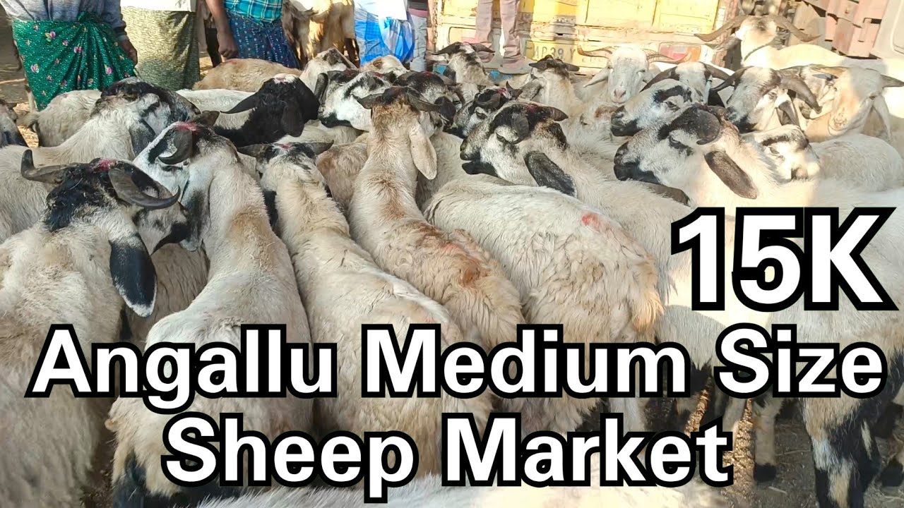 Angallu Medium Size Sheeps Marketing 🐏 - YouTube