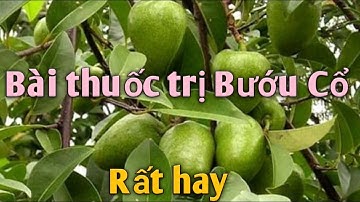 Bài thuốc trị Bướu Cổ rất hay. PHAN HẢI channel.