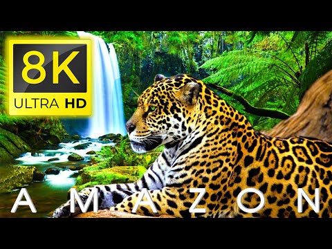 Amazon 8K - Animals Life of Amazon Forest 8K ULTRA HD