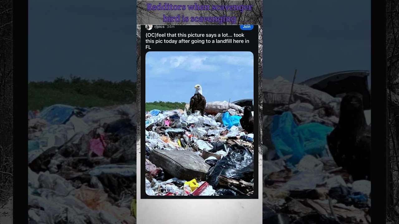 Redditors when scavenger bird is scavenging