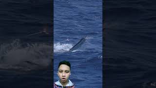 This Is The Sensation Of Marlin Fishing