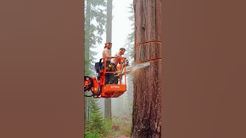 Extreme Chainsaw Strength vs Huge Tree! #chainsaw#woodworking#treecutting