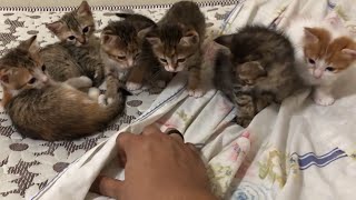 Dangerous Kitten Gang Vs Homan !