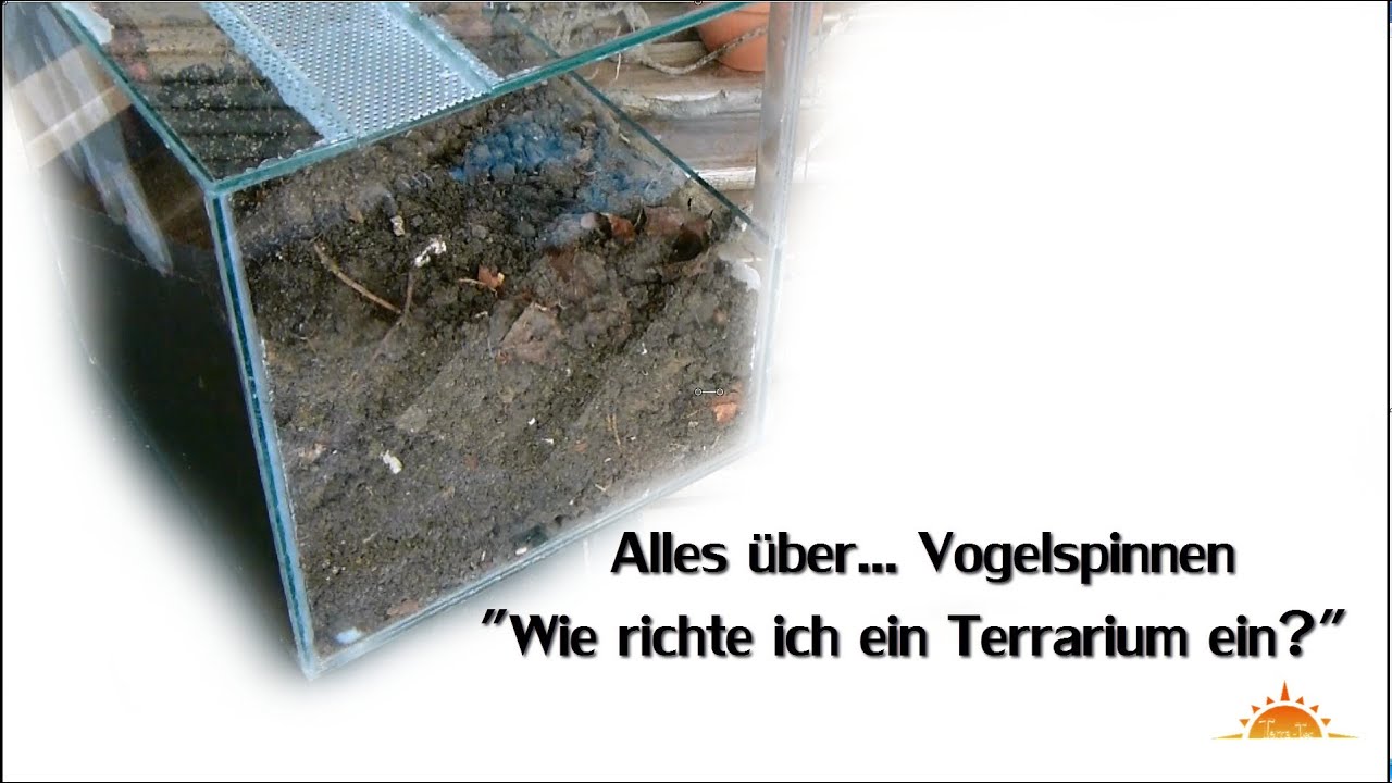 Tutorial "vogelspinnen terrarium einrichten" all about ...