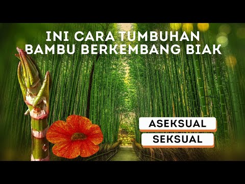 Video: Apakah bambu tumbuh di Spokane?