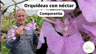 Orquídeas con néctar - Polinización en Comparettia