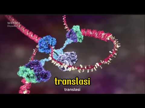 Aliran informasi genetik dari kode genetik hingga pembentukan polipeptida