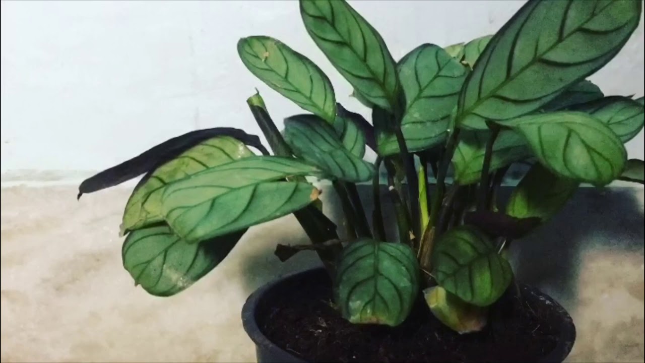 Prayer plant time lapse ( ctenanthe burle marxii amagris