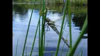 Dragonfly maiden flight excites onlooking children!