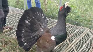 Jimmy the capercaillie