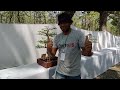 hari pertama pendaptaran pamlok dan kontes bonsai gebyar hut kemerdeka,an RI ke 78