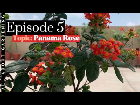 Video: Rondeletia Panama Rose Info: Wie man einen Panama-Rosenbusch anbaut