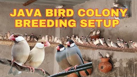 JAVA BITDS COLONY BREEDING SETUP / Java Sparrow Colony / Java birds breeding tips / Java birds care.
